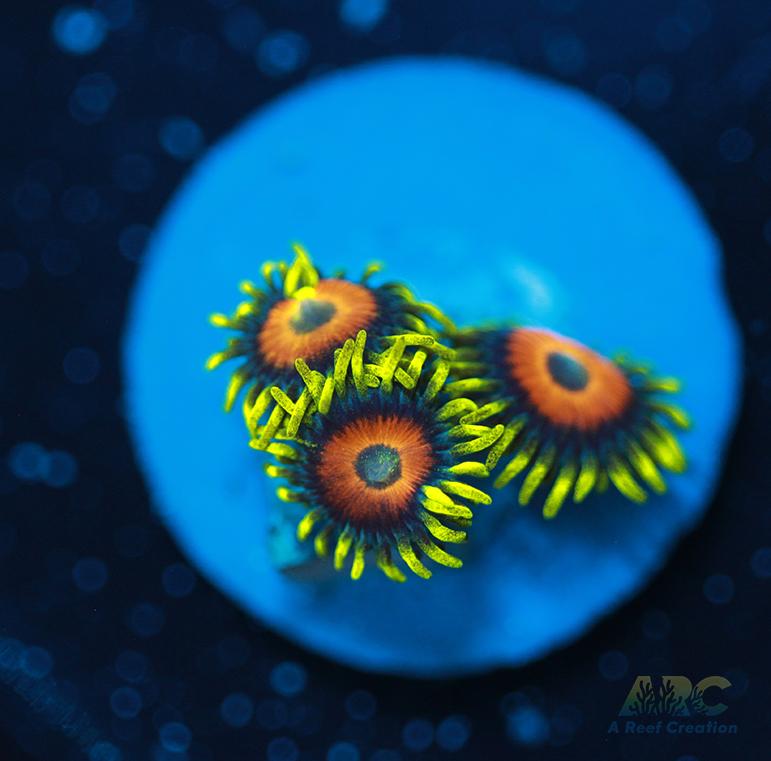 Long Lash Eagle Eyes