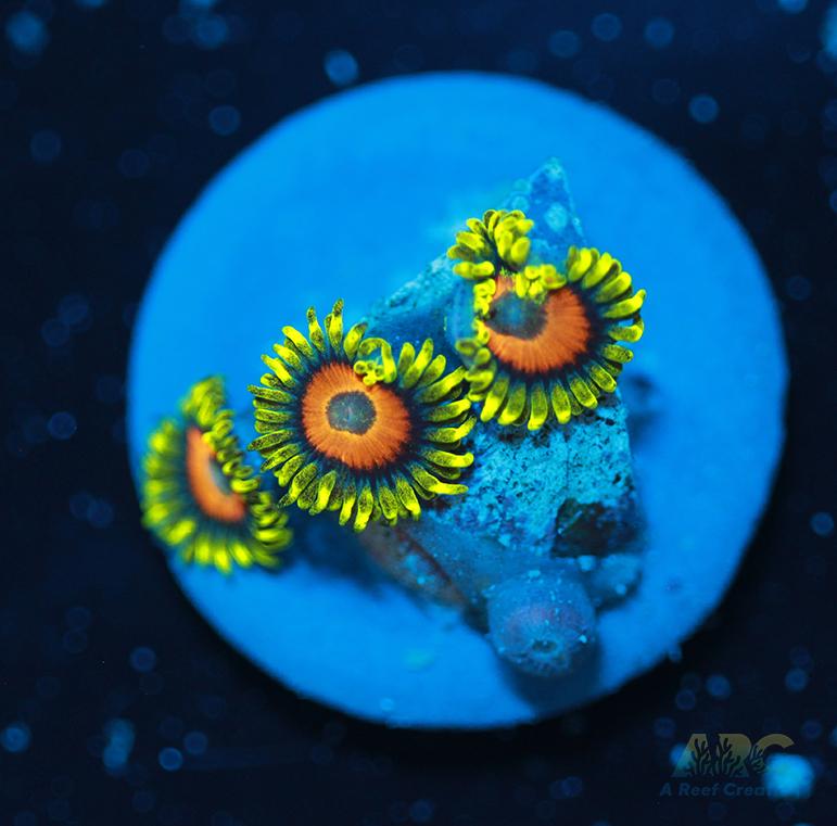 Long Lash Eagle Eyes