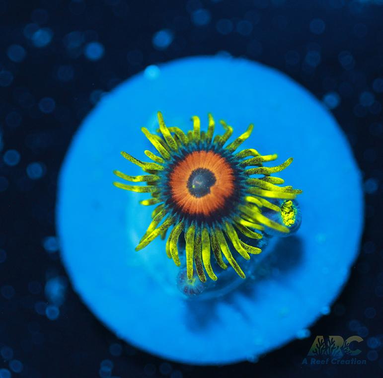 Long Lash Eagle Eyes