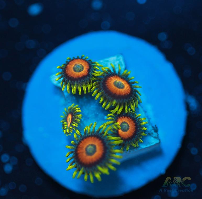 Long Lash Eagle Eyes