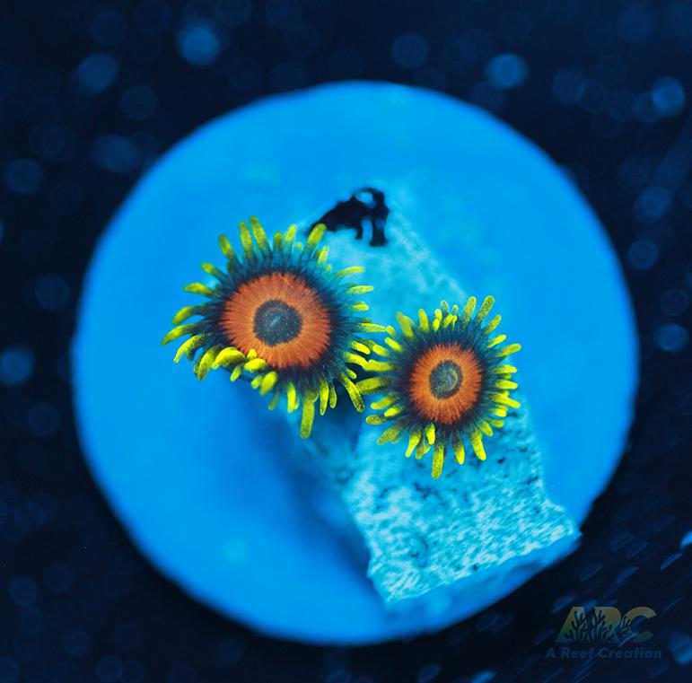 Long Lash Eagle Eyes