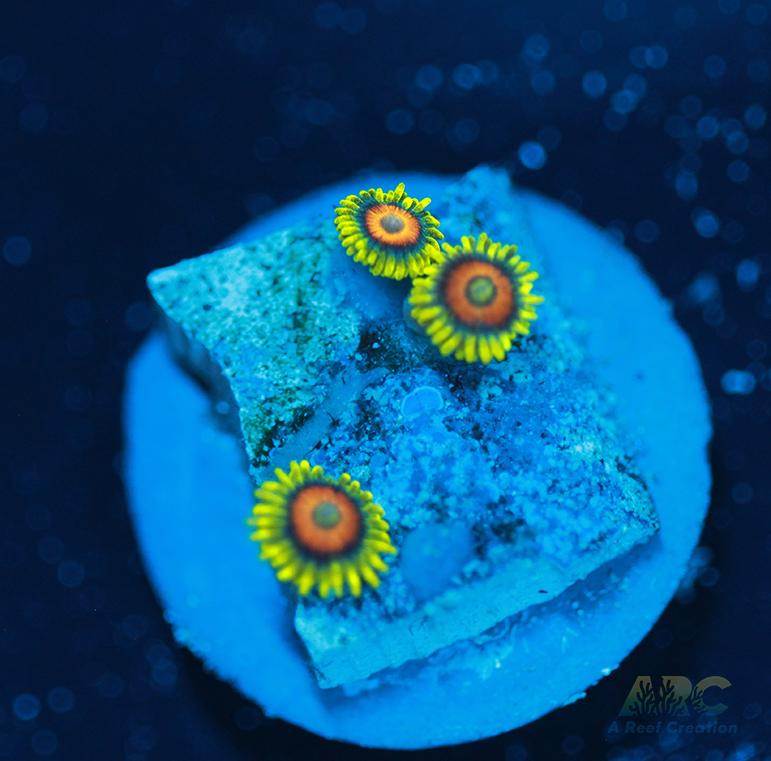 Long Lash Eagle Eyes