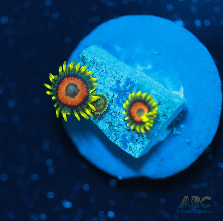 Long Lash Eagle Eyes