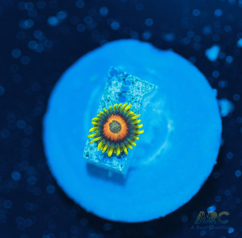 Long Lash Eagle Eyes