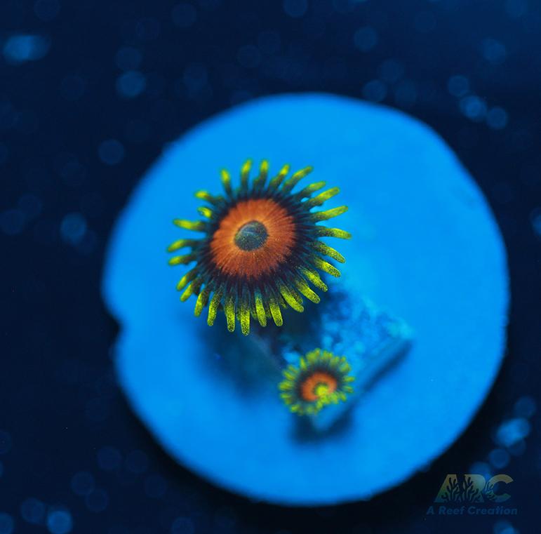 Long Lash Eagle Eyes