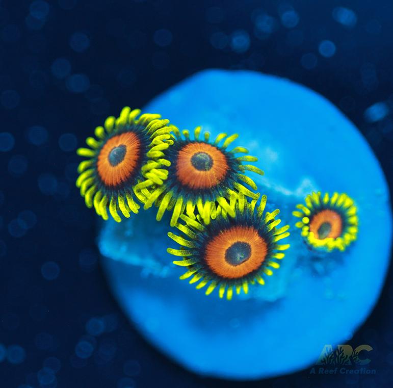 Long Lash Eagle Eyes