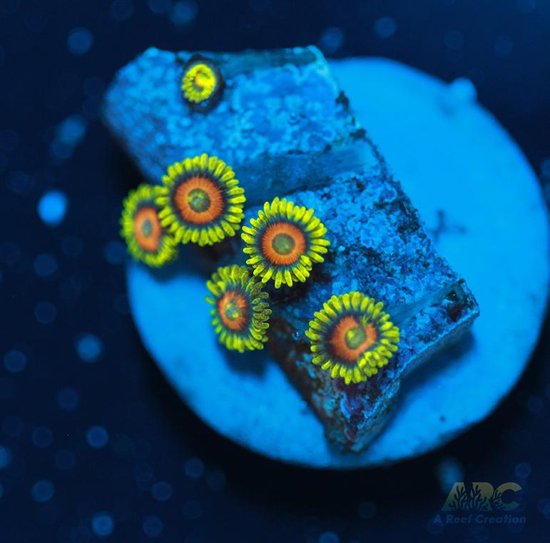 Long Lash Eagle Eyes