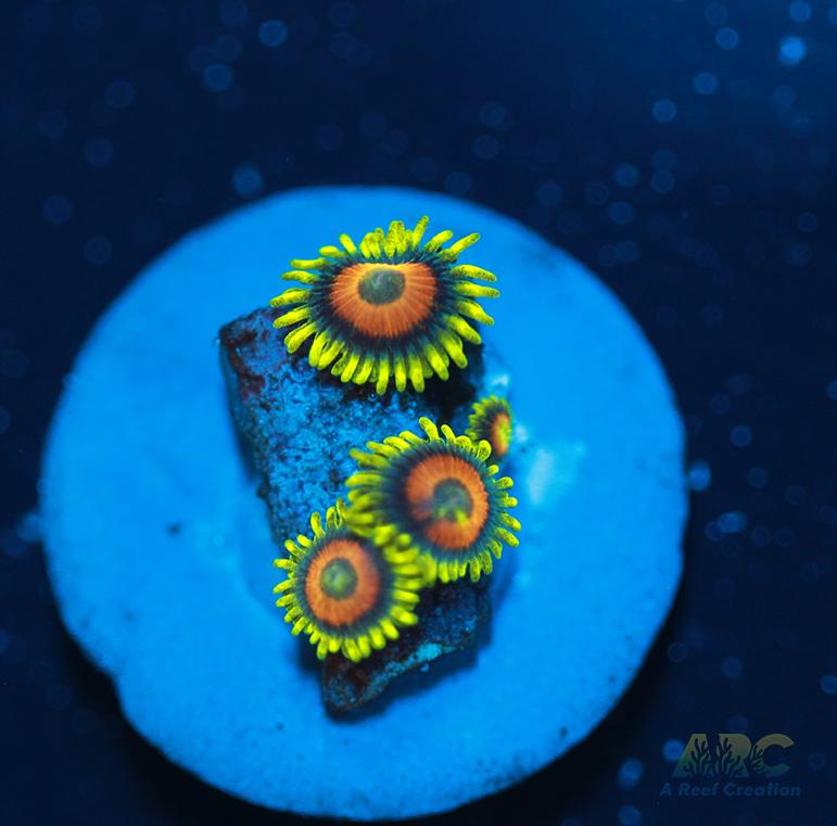 Long Lash Eagle Eyes