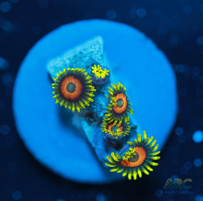 Long Lash Eagle Eyes