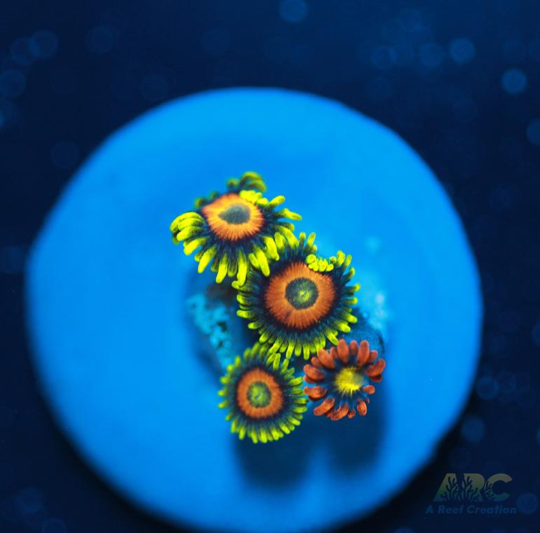 Long Lash Eagle Eyes