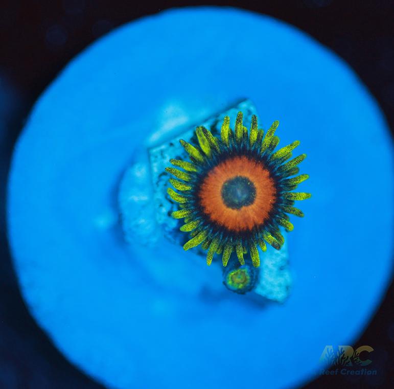 Long Lash Eagle Eyes