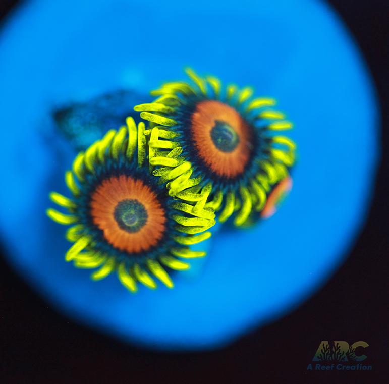 Long Lash Eagle Eyes