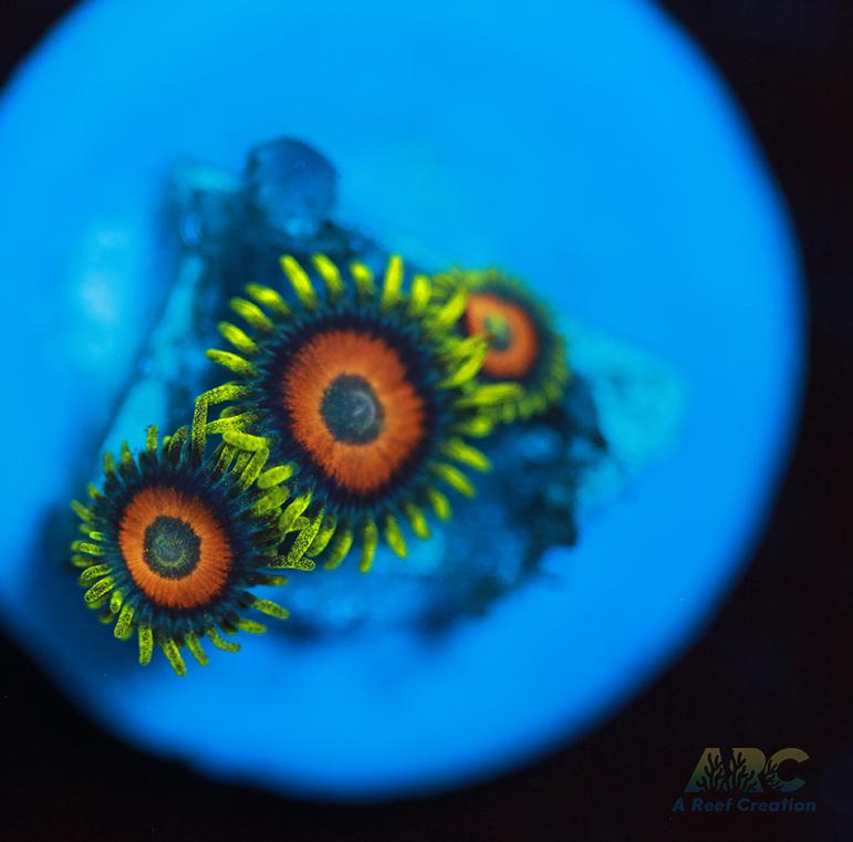 Long Lash Eagle Eyes