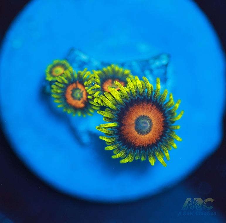 Long Lash Eagle Eyes