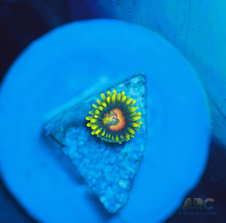 Long Lash Eagle Eyes