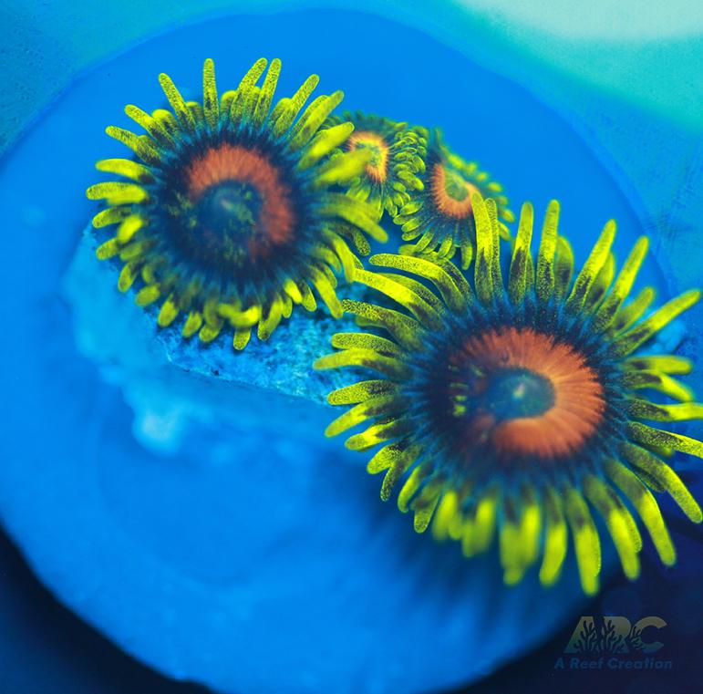 Long Lash Eagle Eyes