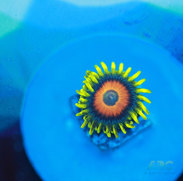 Long Lash Eagle Eyes