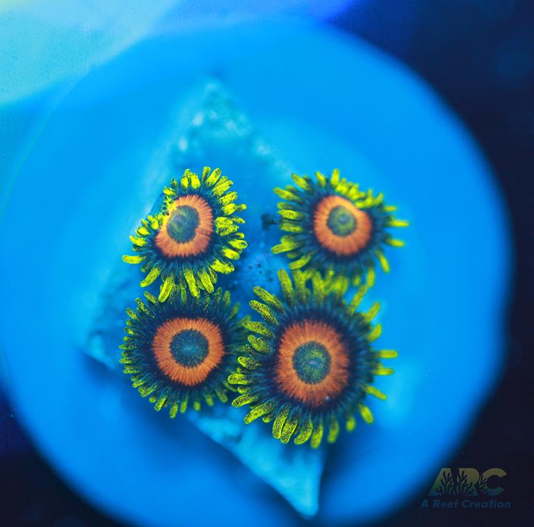 Long Lash Eagle Eyes