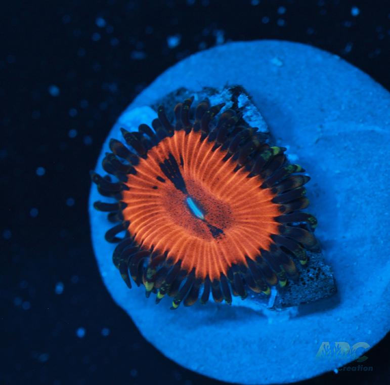 WWC Bloodsuckers