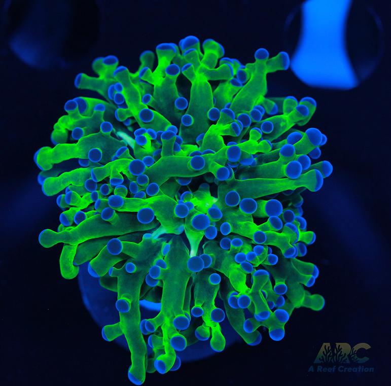 Bicolor Branching Frogspawn