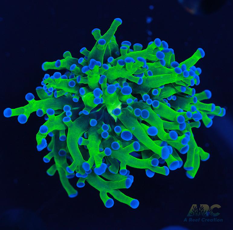 Bicolor Branching Frogspawn