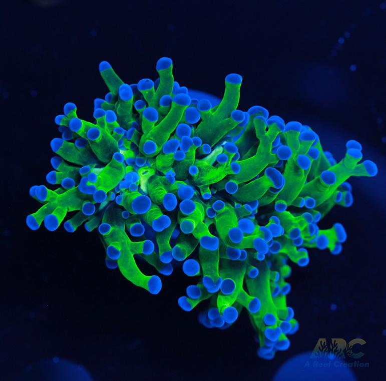 Bicolor Branching Frogspawn