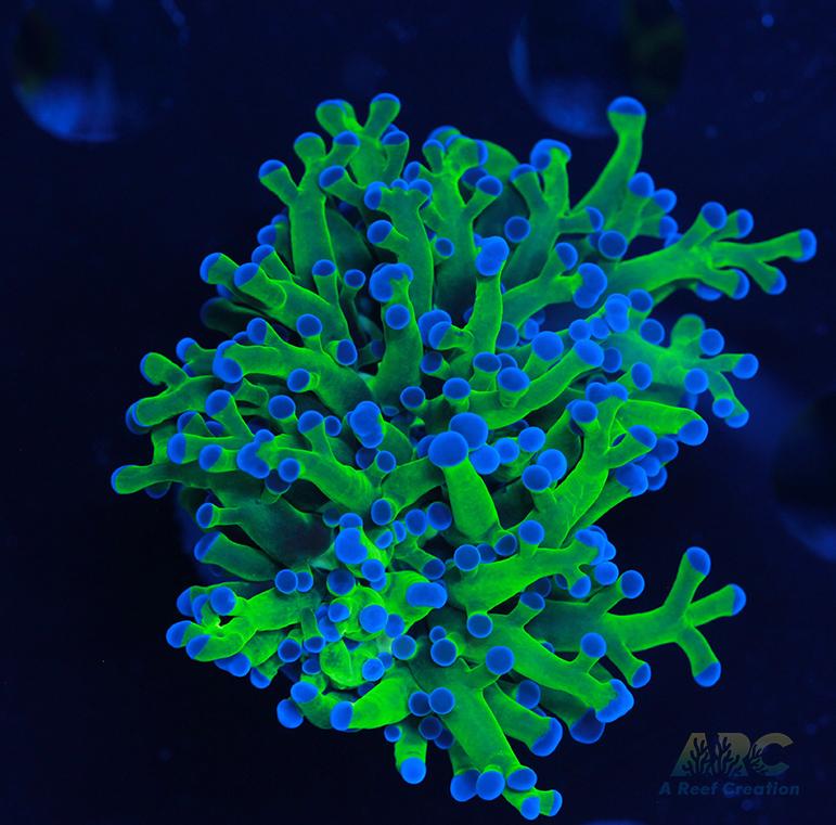 Bicolor Branching Frogspawn