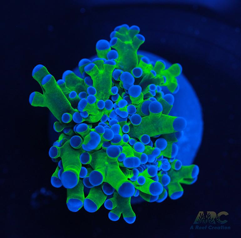 Bicolor Branching Frogspawn