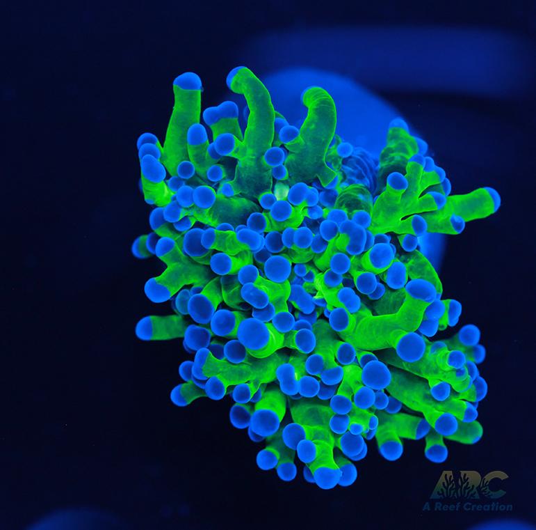 Bicolor Branching Frogspawn