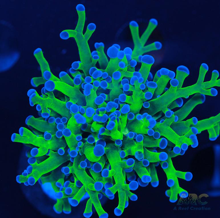 Bicolor Branching Frogspawn