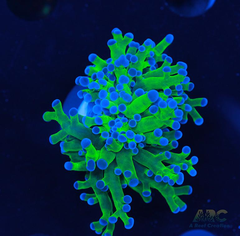 Bicolor Branching Frogspawn