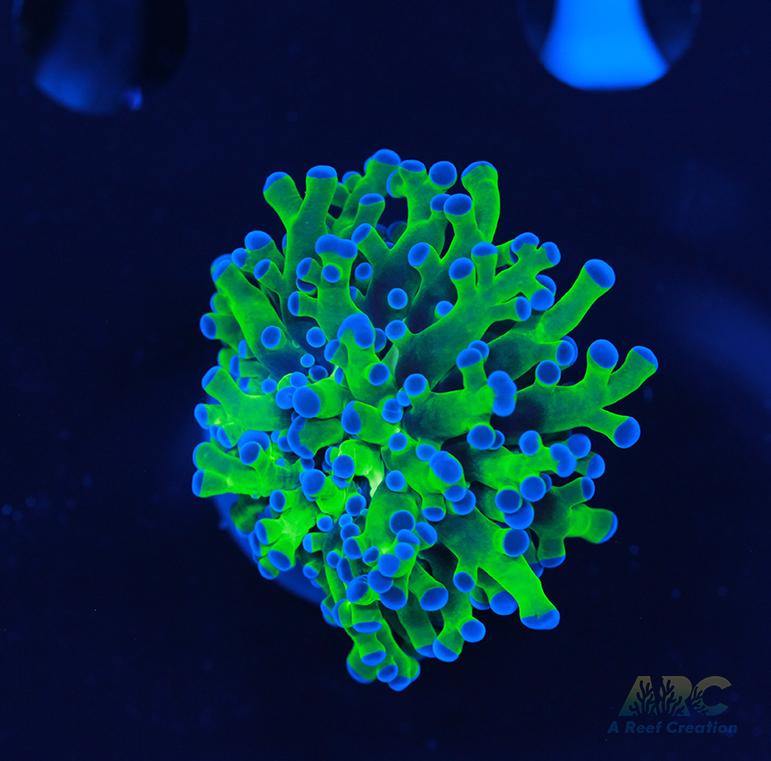 Bicolor Branching Frogspawn