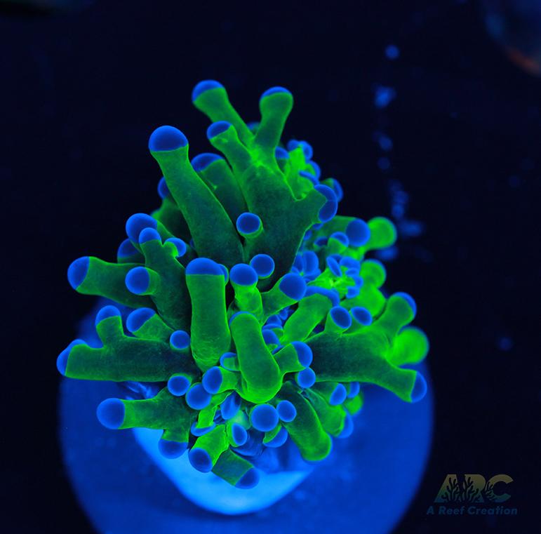 Bicolor Branching Frogspawn