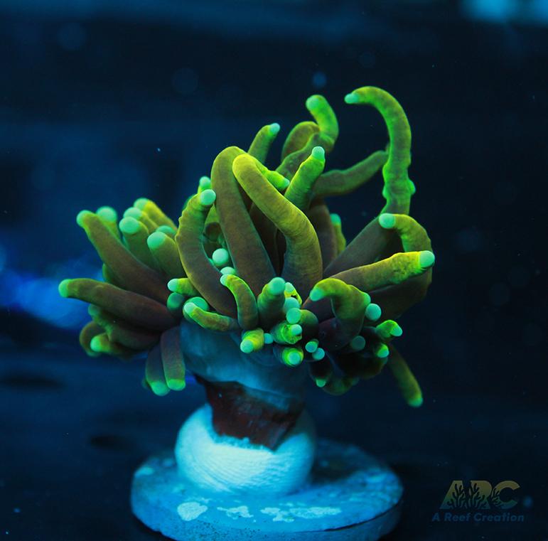 ARC Dragon Tamer Torch