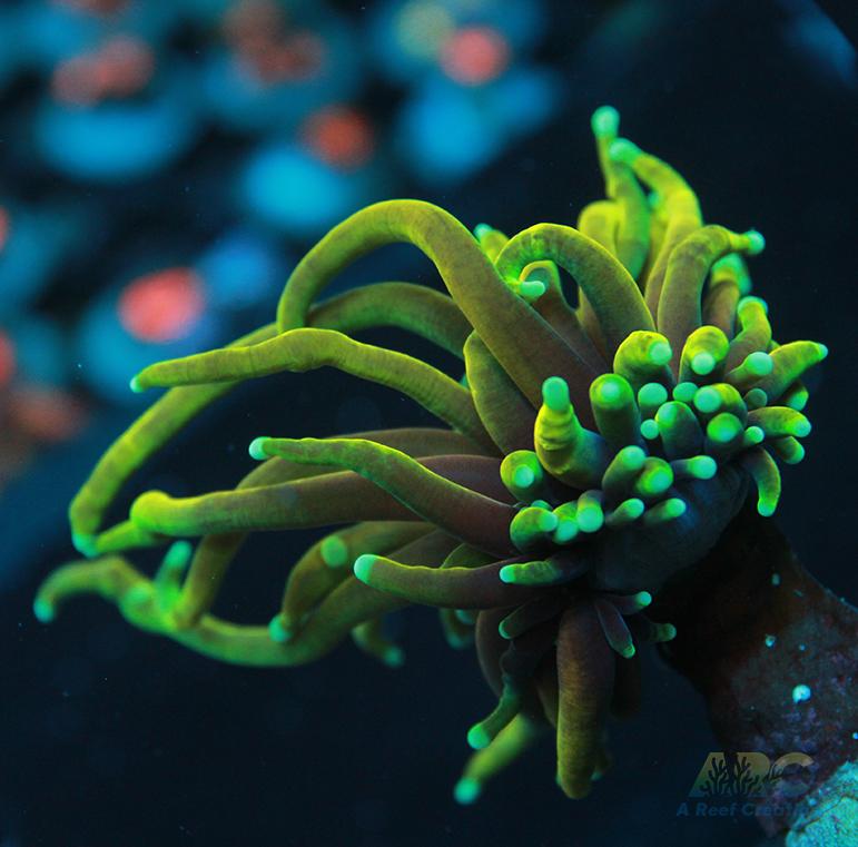 ARC Dragon Tamer Torch