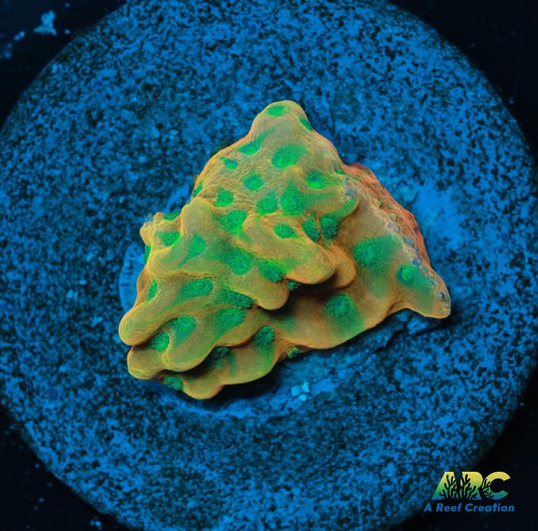 JF Beach Bum Montipora