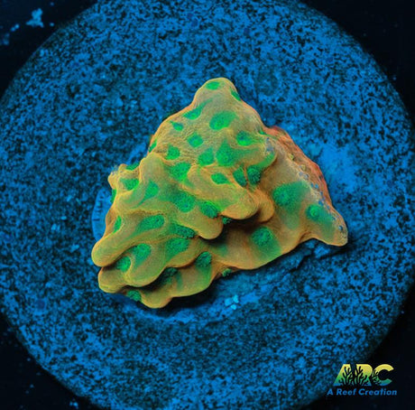 JF Beach Bum Montipora