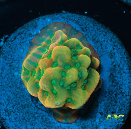 JF Beach Bum Montipora