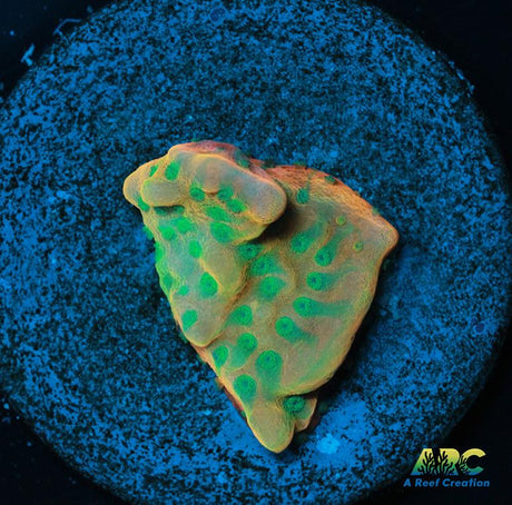 JF Beach Bum Montipora