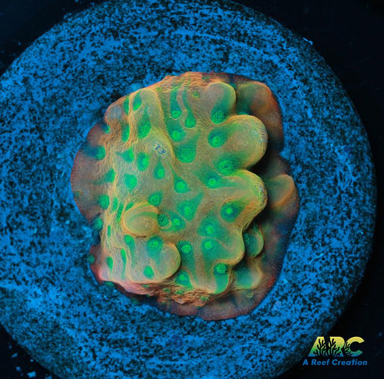 JF Beach Bum Montipora