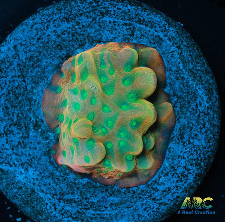 JF Beach Bum Montipora