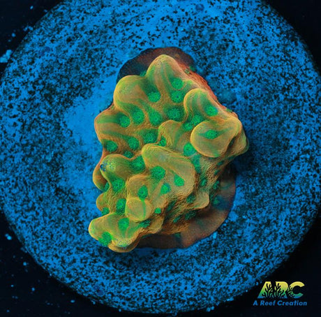 JF Beach Bum Montipora
