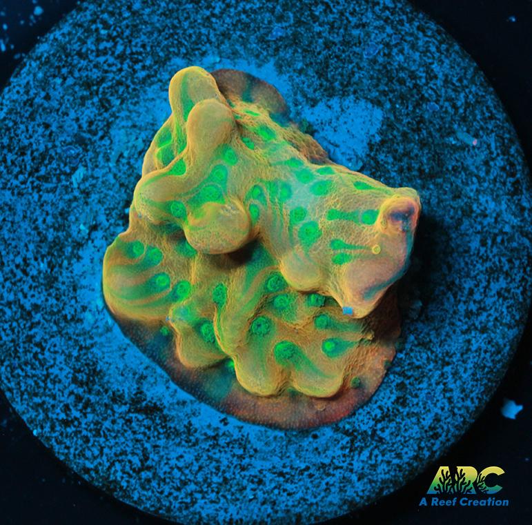 JF Beach Bum Montipora