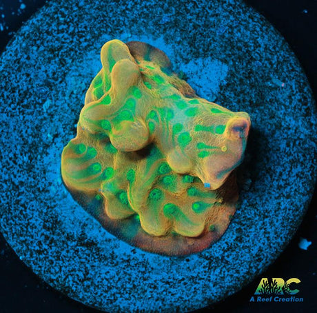 JF Beach Bum Montipora