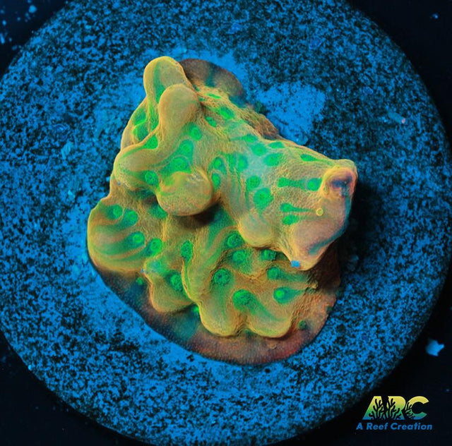 JF Beach Bum Montipora