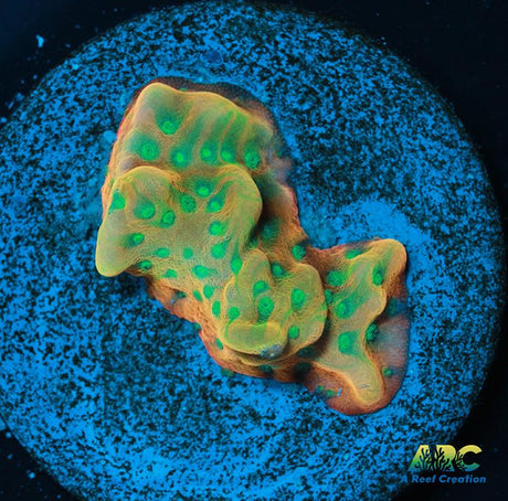 JF Beach Bum Montipora