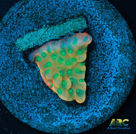 JF Beach Bum Montipora