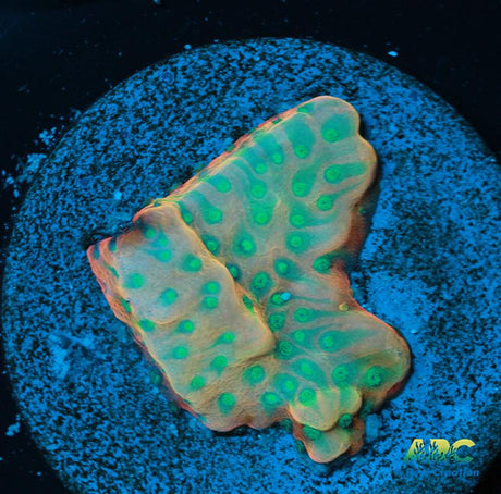 JF Beach Bum Montipora