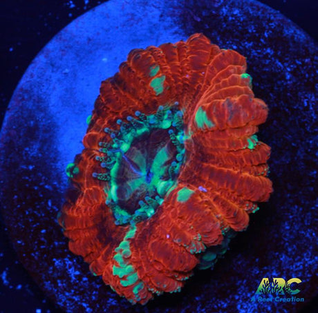 Japanese Peppermint Acan