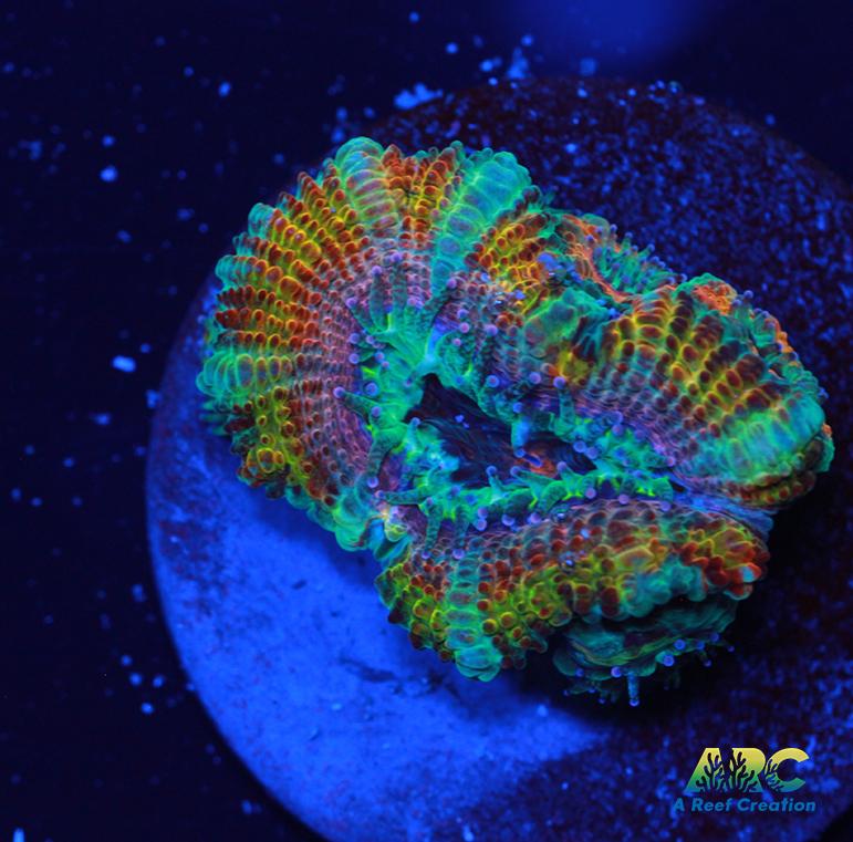 ARC Jolly Rancher Acan